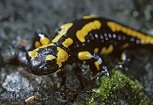 Salamandra Salamandra Prints: Fire salamanders, fire salamanders