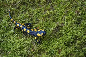 Animals In The Wild Prints: Fire salamanders, fire salamanders