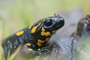 Prints of Fire salamanders, fire salamanders, salamandra salamandra, amphibians, amphibians, caudata, amphibians, tail amphibians Related Prints: Fire Salamander Print - Amphibian Species