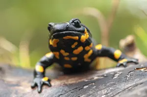 Amphibian Photography Prints: Fire salamanders, fire salamanders
