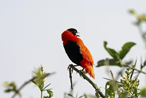 Passerine Songbird Photography Prints: Fire weaver (Euplectes franciscanus)