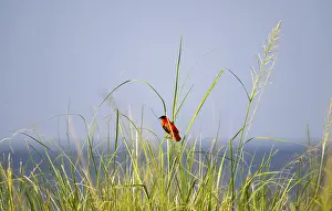 Murchison Falls National Park Prints: Fire weaver (Euplectes franciscanus)