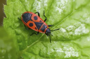Framed Print : Firebug Print, Pyrrhocoris apterus Insect Framed Print : Firebug Print, Pyrrhocoris apterus Insect