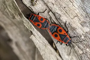 Red True Bug Prints: Firebug, common fire bug, Pyrrhocoris apterus