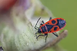 Firebug Insect Prints: Firebug, common fire bug, Pyrrhocoris apterus