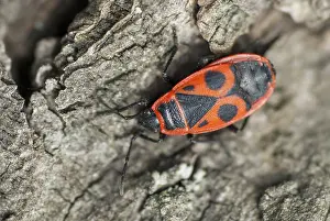 Pterygote Insect Pictures Prints: Firebug, common fire bug, Pyrrhocoris apterus