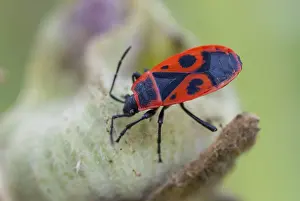 Red True Bug Prints: Firebug, common fire bug, Pyrrhocoris apterus