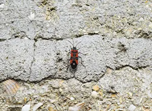 Close Up Wildlife Photography Prints: Two firebugs mating and walking backwards
