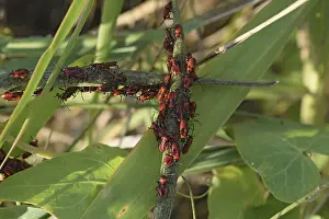 Spring Nature Photography Prints: Firebugs mating and walking backwards
