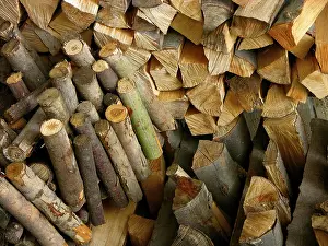 Empty Forest Landscape Prints: Firewood