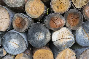 Wood Pile Storage Prints: Firewood stack
