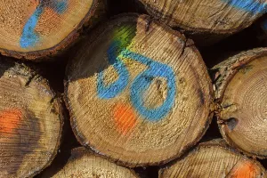 Odenwald Germany Prints: Firewood Stack with Colored Markers