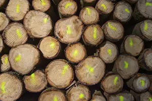 Odenwald Germany Prints: Firewood Stack with Colored Markers