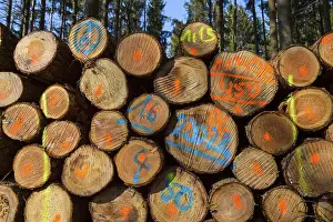 Odenwald Germany Prints: Firewood Stack with Colored Markers