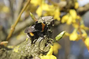 Prints of One of the first bumblebees of the year, sitting on a yellow bloom, warmed by the sun Hymenoptera Prints: Early Spring Bumblebee Print