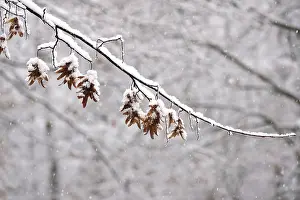 European Fall Season Landscape Prints: First snow on branches of trees