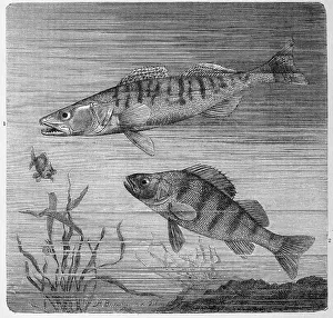 Freshwater Fish Illustrations Prints: Fish, 1. pikeperch, syn. also sander