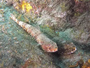Prints of Two fish, Atlantic lizardfish (Synodus saurus), camouflaged on an algae-covered seabed, Risco Verde dive site, Arinaga, Gran Canaria, Spain, Europe, Atlantic Ocean L Prints: Atlantic Lizardfish Print, Gran Canaria Seabed