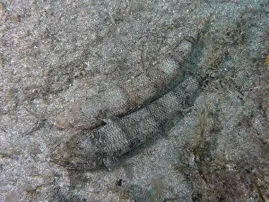 Prints of Two fish, Atlantic lizardfish (Synodus saurus), lie well camouflaged on the sandy seabed, Risco Verde dive site, Arinaga, Gran Canaria, Spain, Europe, Atlantic Ocean L Prints: Atlantic Lizardfish on Sandy Seabed Print