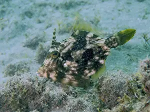 Prints of A fish with a camouflage pattern, the brown filefish (Stephanolepis hispidus), surrounded by seaweed in the ocean, at the El Cabron Marine Reserve dive site, Arinaga, Gran Canaria, Spain, Europe F Prints: Brown Filefish Camouflage Print, El Cabron Marine Reserve