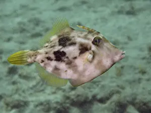 Prints of A fish with a camouflage pattern, the brown filefish (Stephanolepis hispidus), swims over a sandy seabed, at the El Cabron Marine Protected Area dive site, Arinaga, Gran Canaria, Spain, Europe F Prints: Brown Filefish Camouflage Print, Gran Canaria, Spain