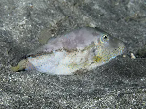 Prints of A fish with a colourful scale pattern, the pointed-head pufferfish (Canthigaster rostrata), swims over a sandy seabed at the Playa dive site, Los Cristianos, Tenerife, Canary Islands, Spain Pufferfish Prints: Pointed-Head Pufferfish Print, Tenerife, Canary Islands