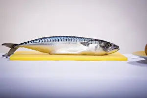 Fish Photography Prints: A fish on a cutting board