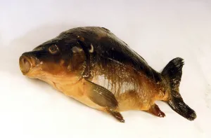 Bony Fish Prints: Fish dead
