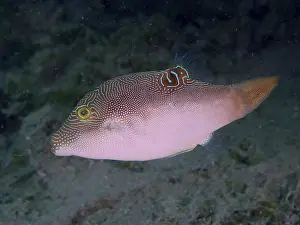 Peters' Pufferfish Print