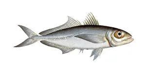 Historical Fish Illustration Prints: Fish, Fish, Group of perch relatives