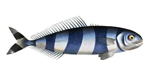 Digitally Restored Print of Scomber Ductor