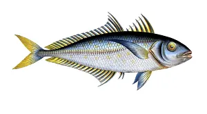 Digitally Restored Woodcuts Prints: Fish, Fish, Group of perch relatives