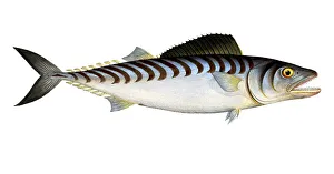 Historical Print of Scomber sarda, Digitally Restored