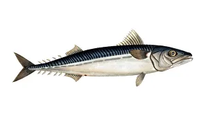 Historical Fish Illustration Prints: Fish, Fish, Group of perch relatives