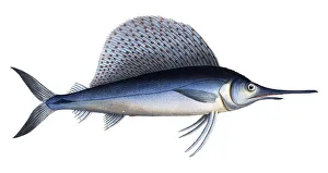 Historical Fish Illustrations Prints: Fish, Fish, Group of perch relatives
