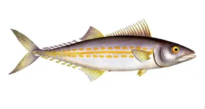 Historical Fish Illustration Prints: Fish, Fish, Group of perch relatives