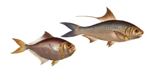 Historic Print: Fish Species, 19th Century