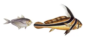 Digital Restoration Work Prints: Fish, fish, left: Group of perch relatives