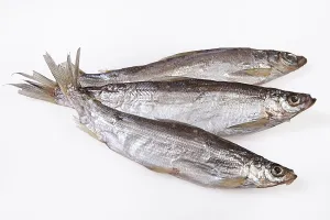 Studio Shot Of Fish Prints: Fish on an isolated studio background