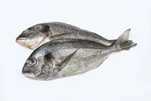Single Colored Background Image Prints: Fish on an isolated white studio background