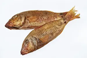 White Isolated Studio Environment Prints: Fish on an isolated white studio background