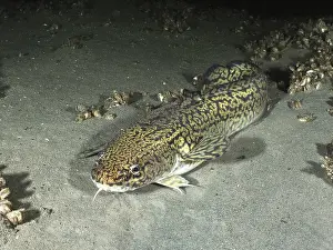Sandy Bottom Dive Site Prints: A fish with a patterned body, burbot