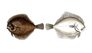 Historical Fish Illustration Prints: Fish, Pisces, Pleuronectus rhombus
