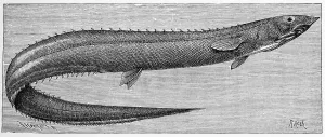 Framed Print : Historical Print of Rissos Spinyback Eel