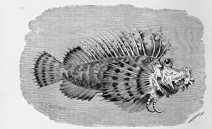 Fish, Saddlefish, Caledonian Devilfish