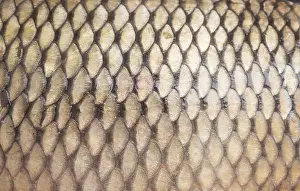 Construction Site Images Prints: Fish scale background