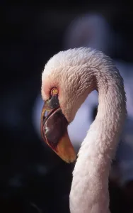 Pink Flamingo Portrait Prints: Flamingo