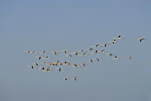 Evening Light Wildlife Photography Prints: Flamingos in the evening light