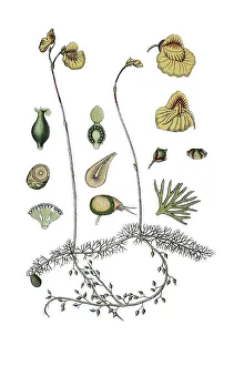 Medicinal Plant History Prints: Flatleaf bladderwort (Utricularia intermedia)