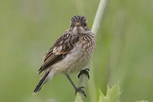 Old World Flycatcher Species Prints: Fledgling stonechat sitting on a branch